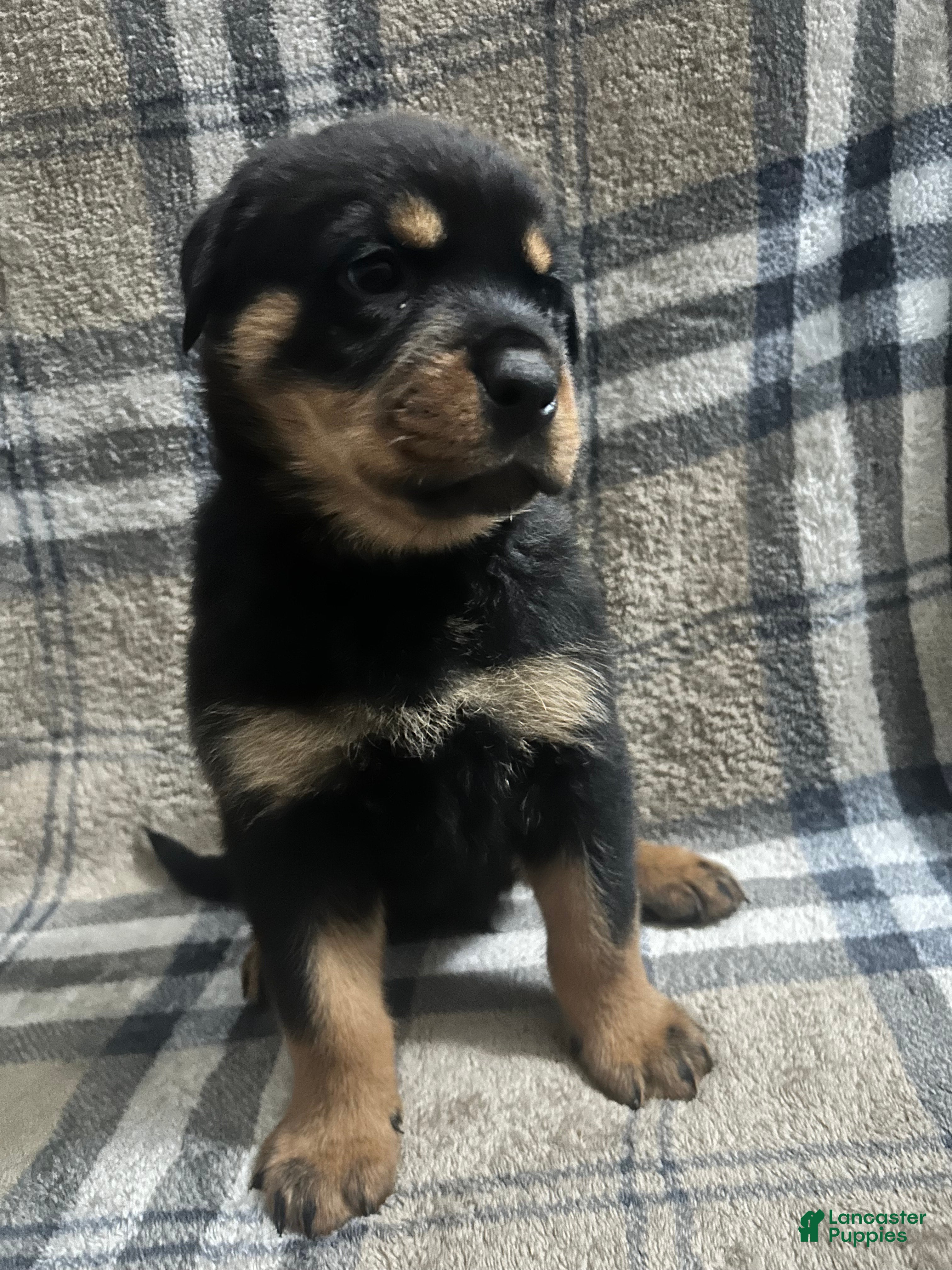 Rottweiler dogs Biggie - Ad 7