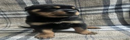 Rottweiler dogs for sale: Biggie - Ad 1