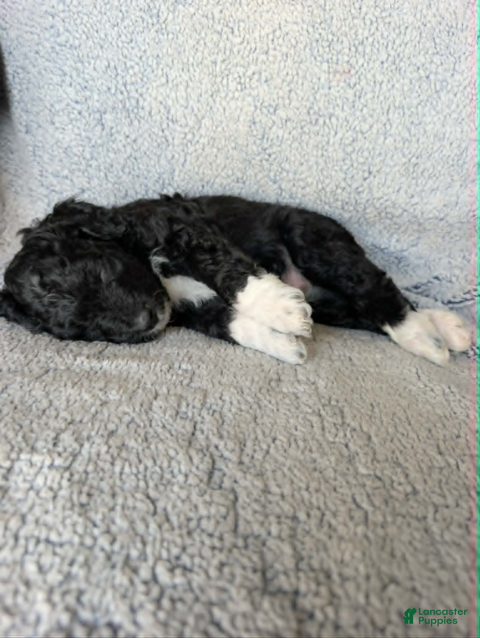 Mixed Breed dogs for sale: Boots  - Ad 7