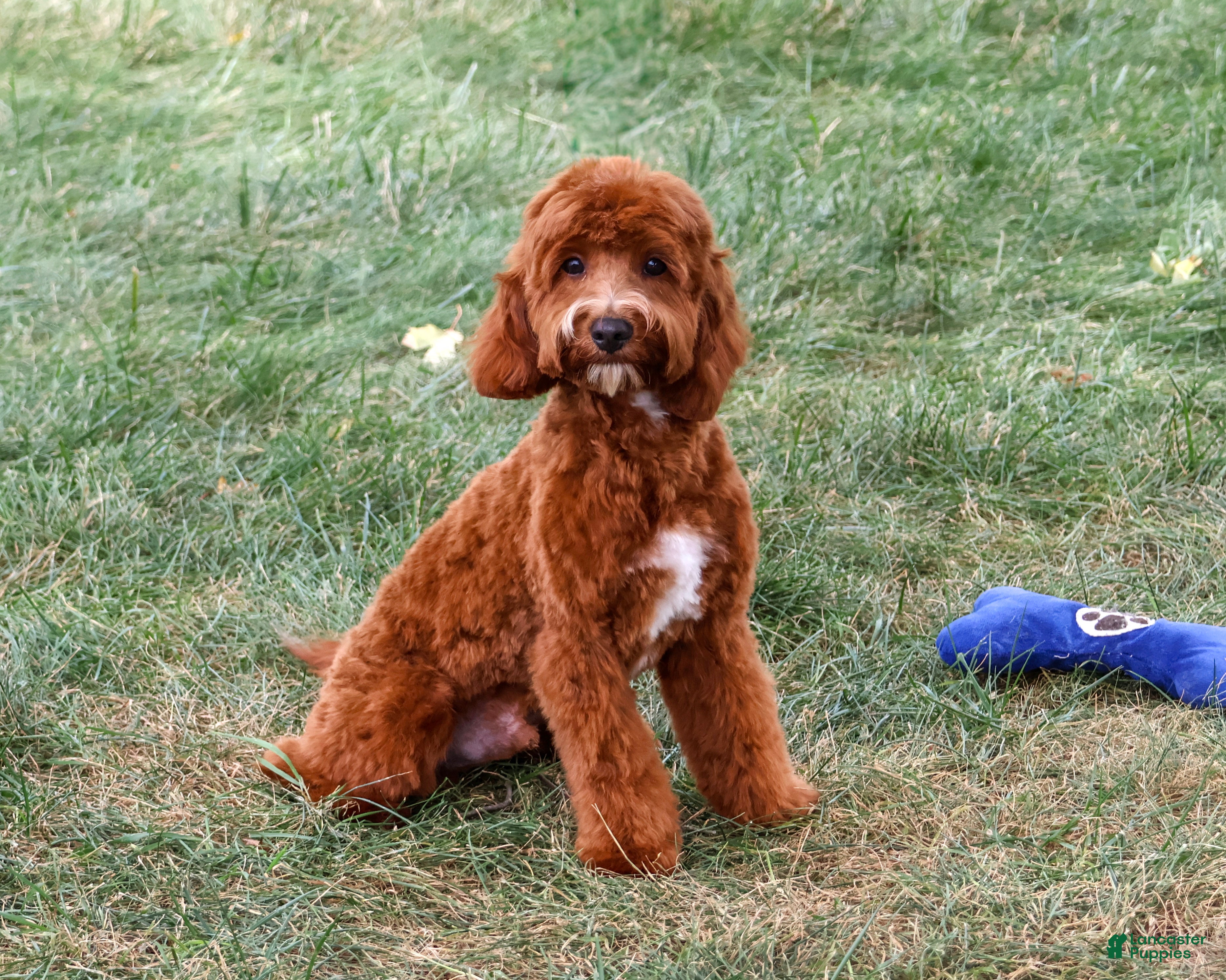 Cavapoo dogs Illius - Ad 1