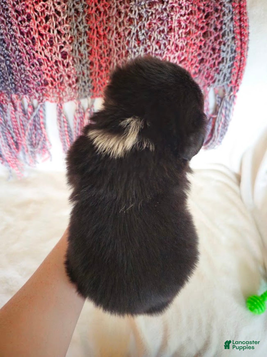 Australian Shepherd dogs for sale: Little J - Ad 4