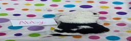 Sheepadoodle dogs for sale: Sheepadoodle 4 - Ad 5