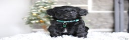 Yorkiepoo dogs for sale: Sutton - Ad 3