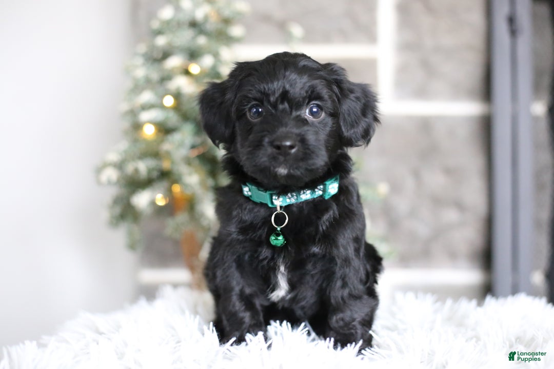 Yorkiepoo dogs for sale: Sutton - Ad 3