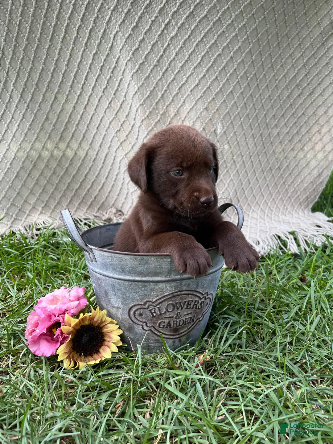 Labrador Retriever dogs for sale: Labrador Retriever 2 - Ad 1