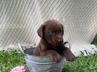 Labrador Retriever dogs Labrador Retriever 2 - Ad 16