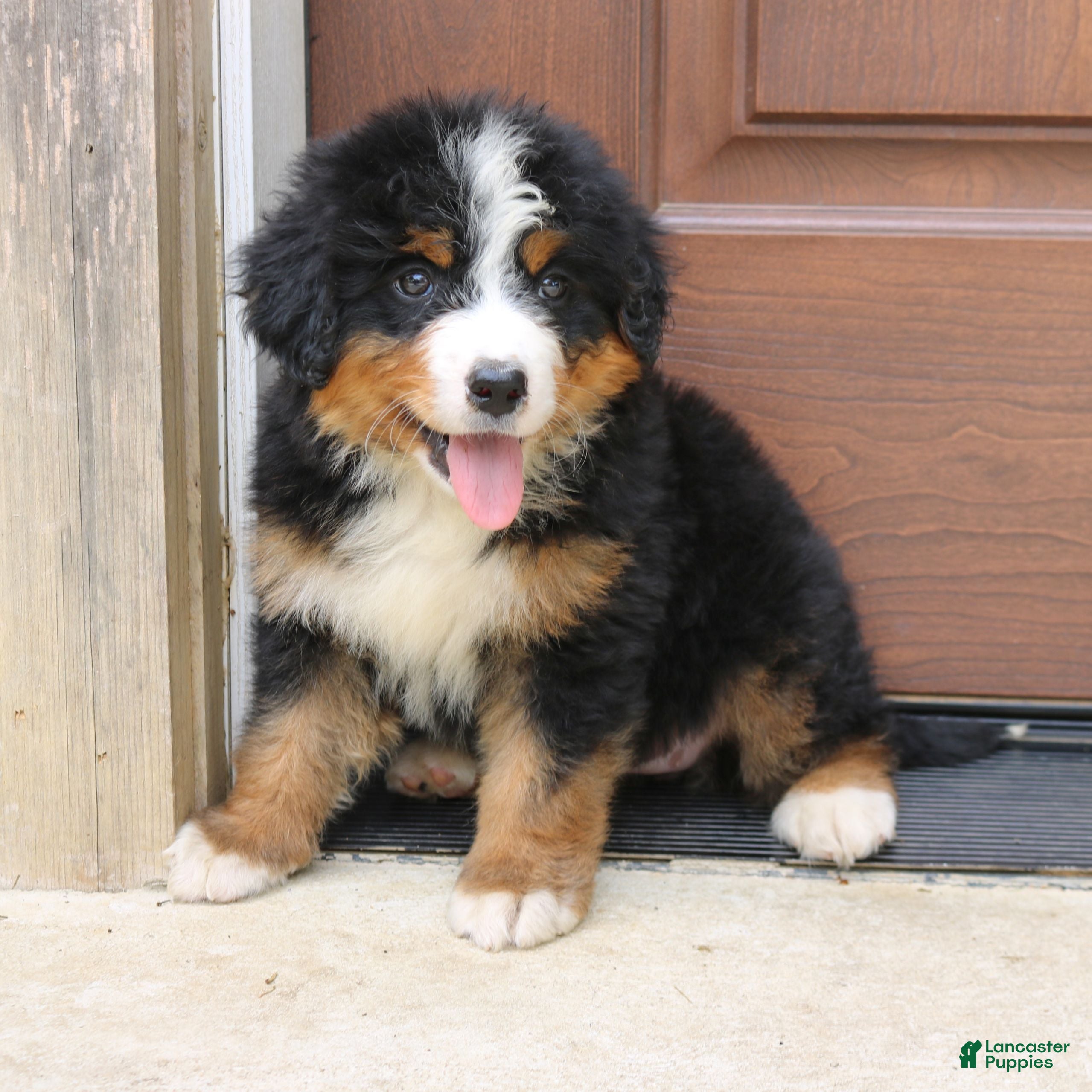 Bernedoodle dogs Callie  - Ad 1