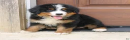 Bernedoodle dogs for sale: Callie  - Ad 1