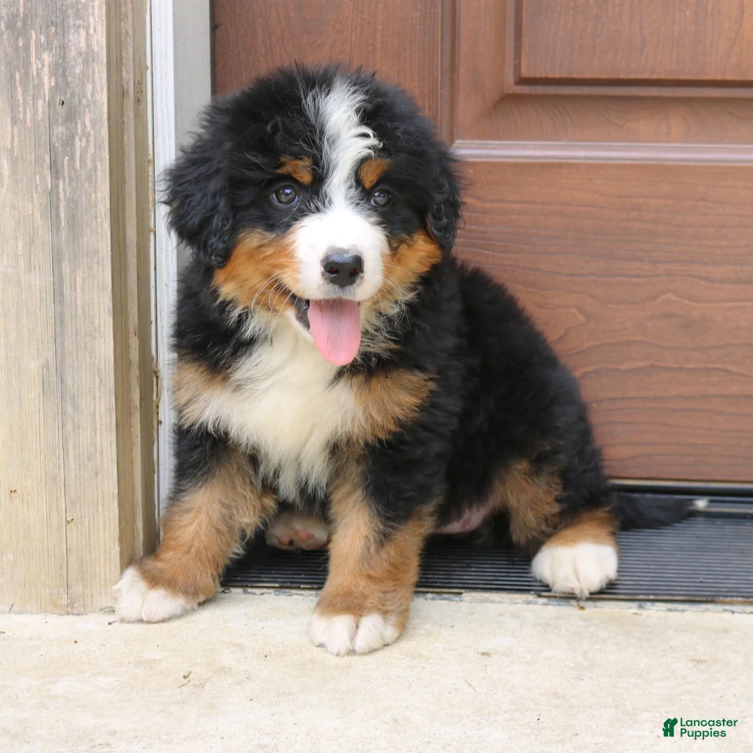 Bernedoodle dogs for sale: Callie  - Ad 1