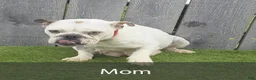 English Bulldog dogs for sale: Denver - Ad 8