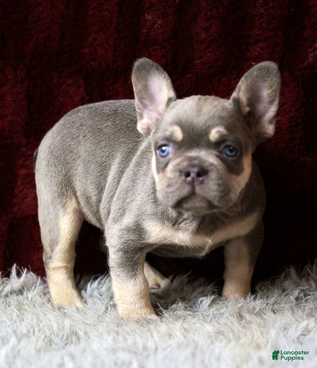 French Bulldog dogs for sale: Tank - Ad 2
