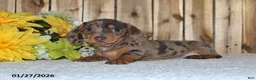 Miniature Dachshund dogs for sale: Wendy - Ad 2