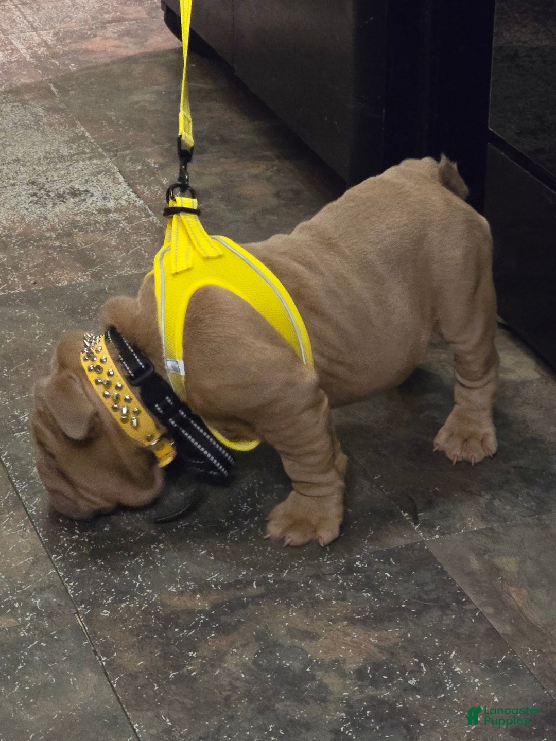 English Bulldog dogs for sale: Beatz  - Ad 12