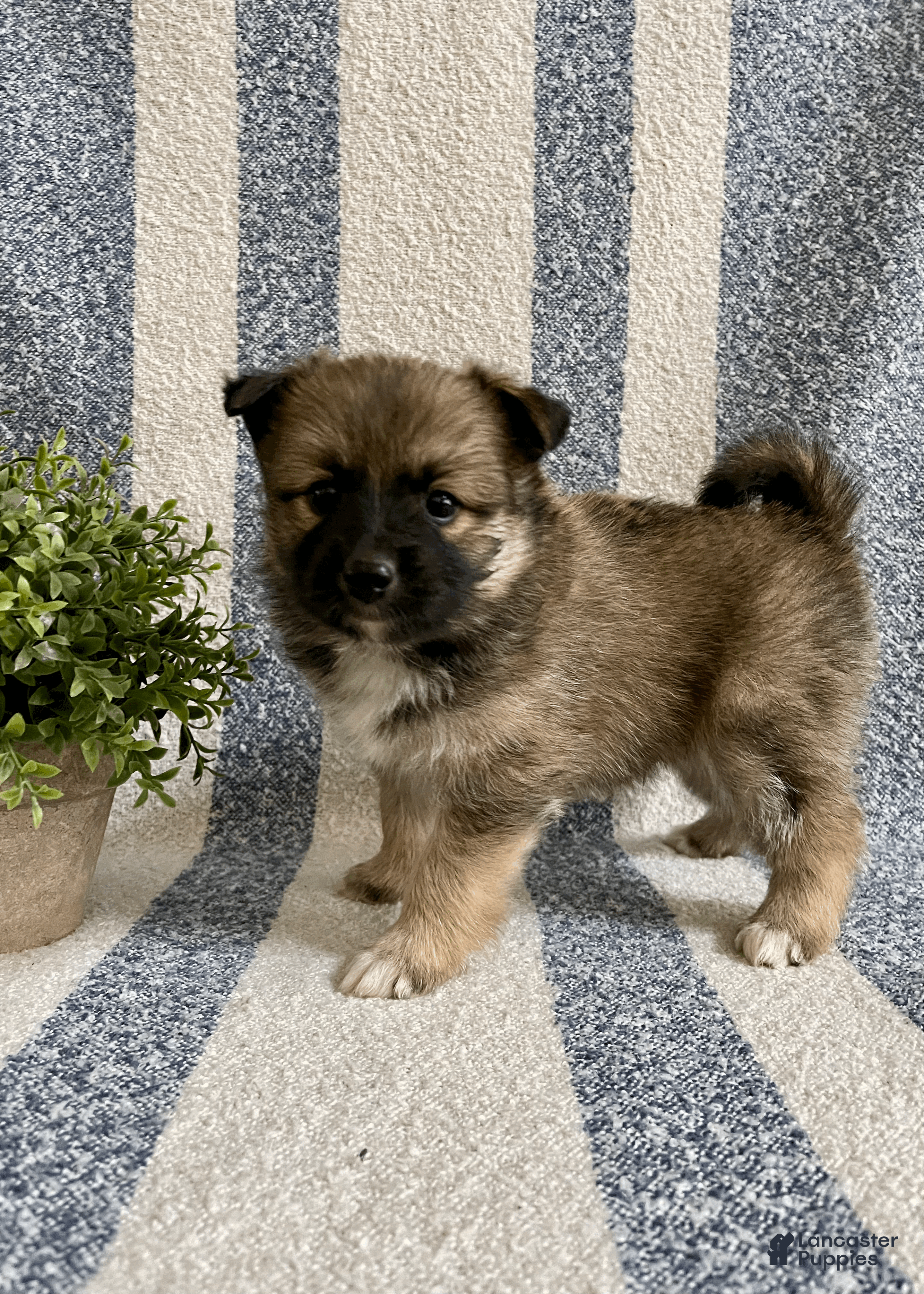 Pomsky dogs Clay - Ad 1