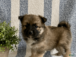 Pomsky dogs for sale: Clay - Ad 2