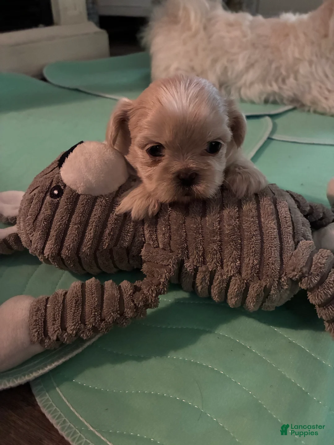 Shih Tzu dogs for sale: Shih Tzu 3 - Ad 2