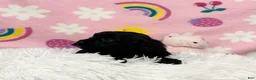 Cavapoo dogs for sale: Sadie - Ad 4