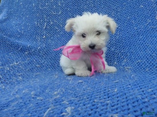 Maltipoo dogs Faith - Ad 18