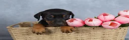 Mixed Breed dogs for sale: Rosie - Ad 2