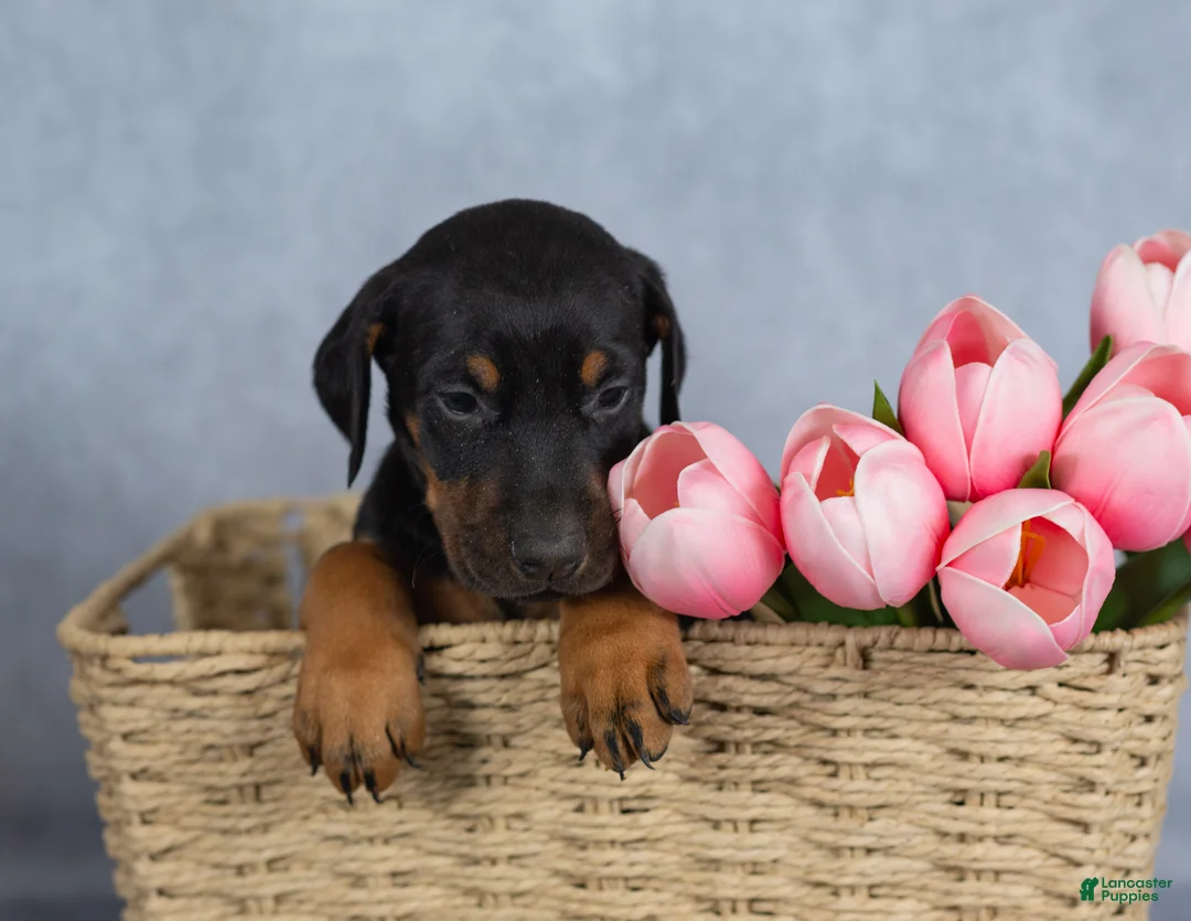 Mixed Breed dogs for sale: Rosie - Ad 2