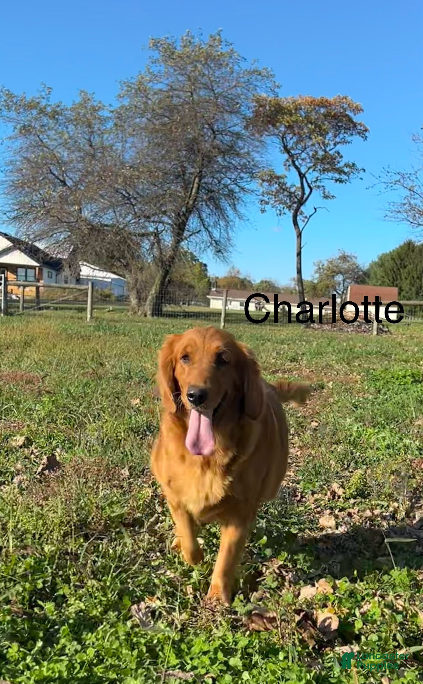 Charlotte 