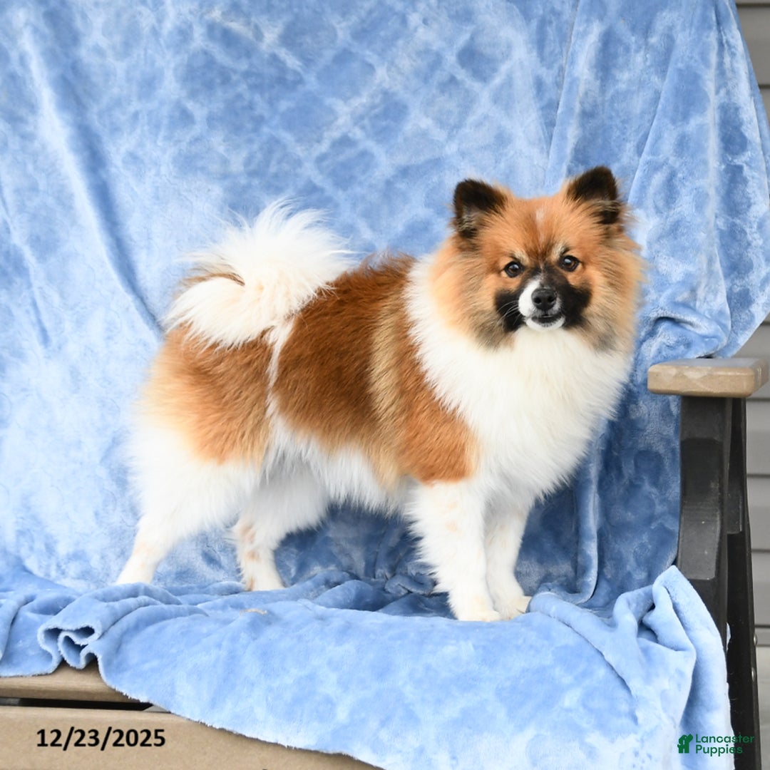 Pomeranian dogs for sale: Larry - Ad 3