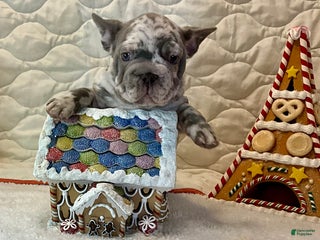 French Bulldog dogs Garmin - Ad 21