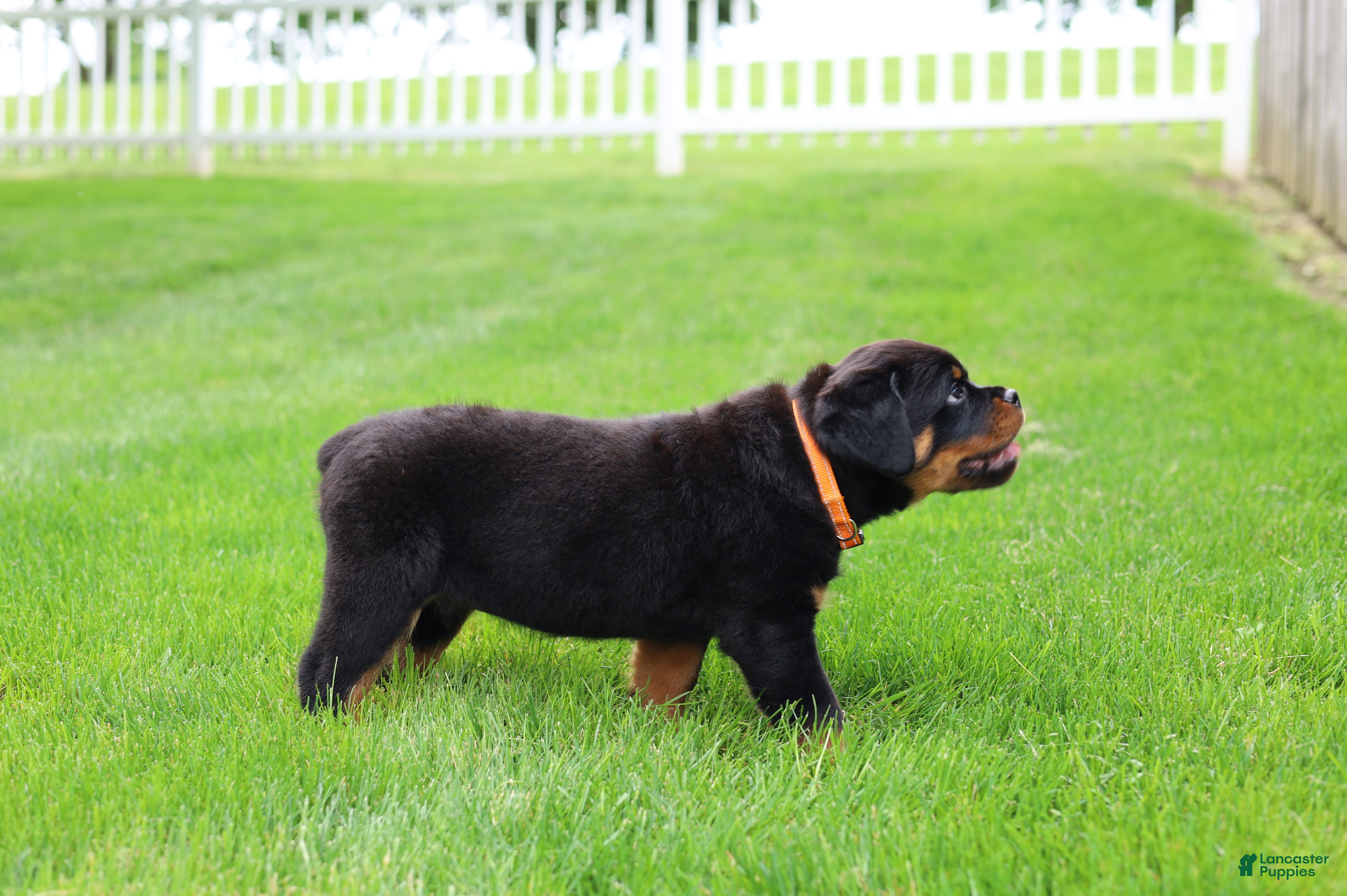 Rottweiler dogs Buck - Ad 2