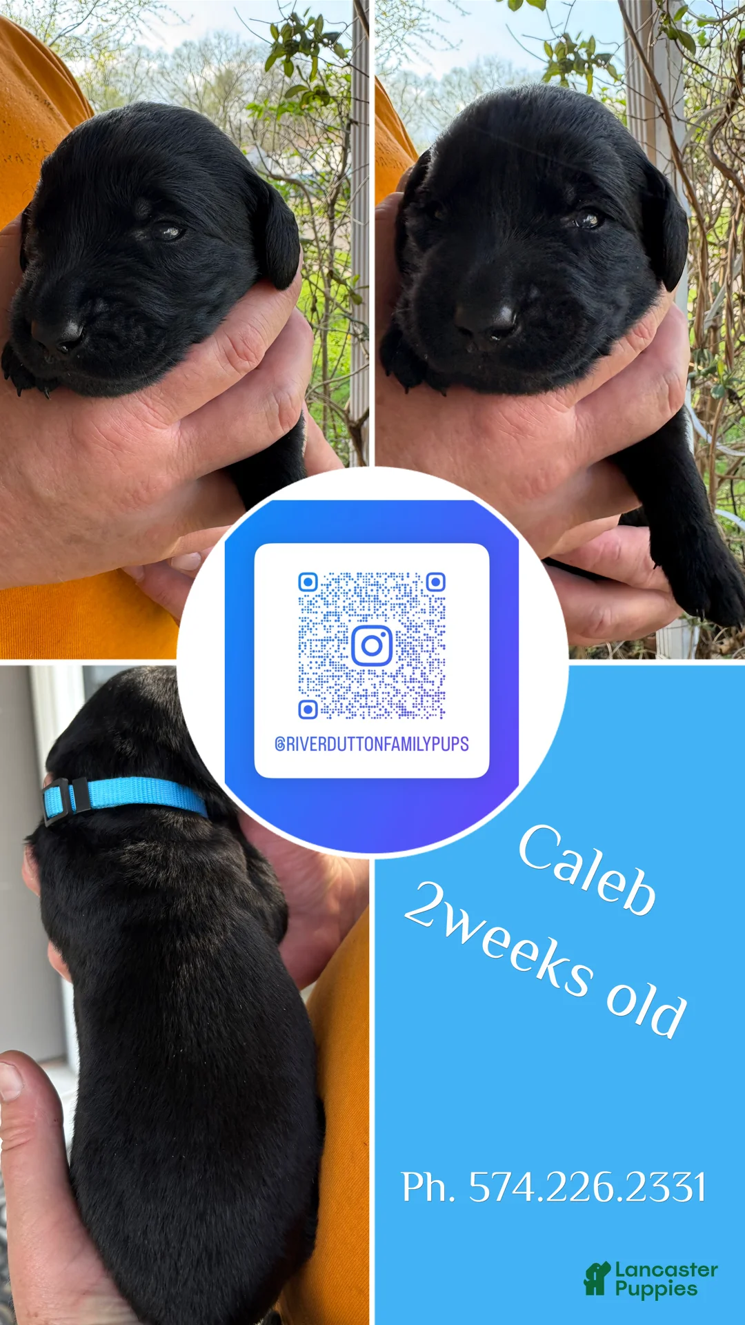 Mixed Breed dogs for sale: Golden Labradoodle Puppy 5 - Ad 1