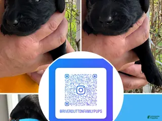 Mixed Breed dogs Golden Labradoodle Puppy 5 - Ad 10