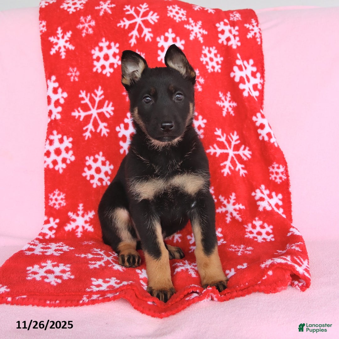 German Shepherd dogs for sale: Chloe - Ad 4