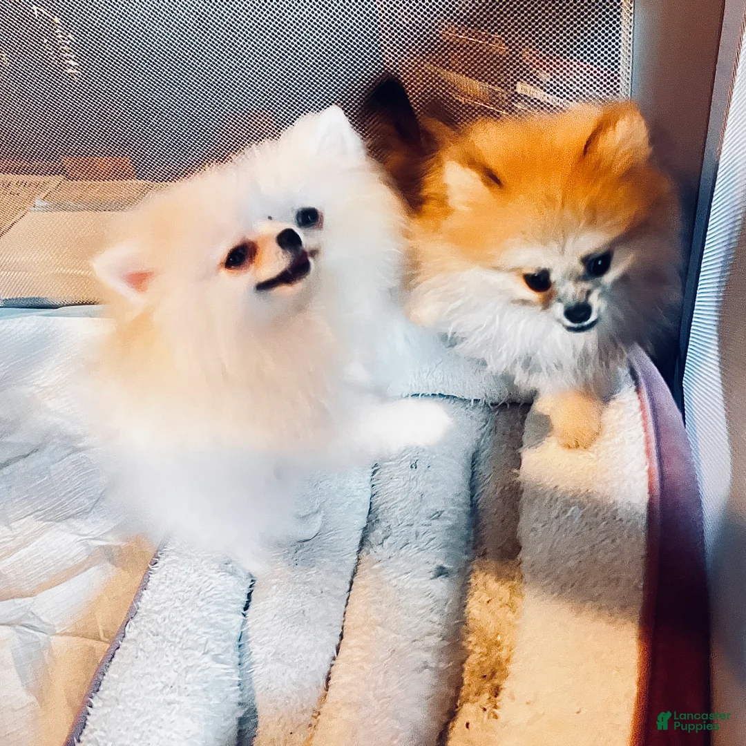 Pomeranian dogs for sale: Sasha - Ad 7