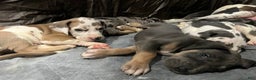 Great Dane dogs for sale: Smarty  - Ad 12