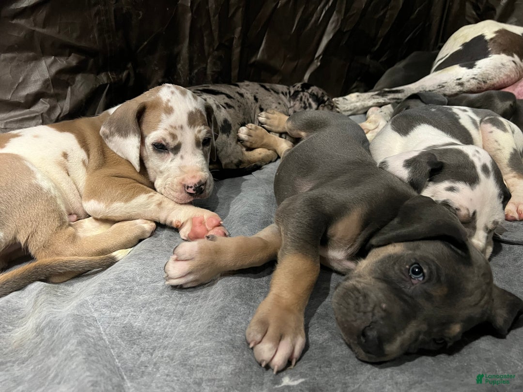 Great Dane dogs for sale: Smarty  - Ad 12