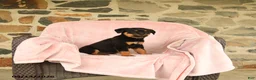Rottweiler dogs for sale: Nickie - Ad 5