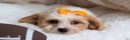 Cavachon dogs for sale: ROMEO - Ad 11