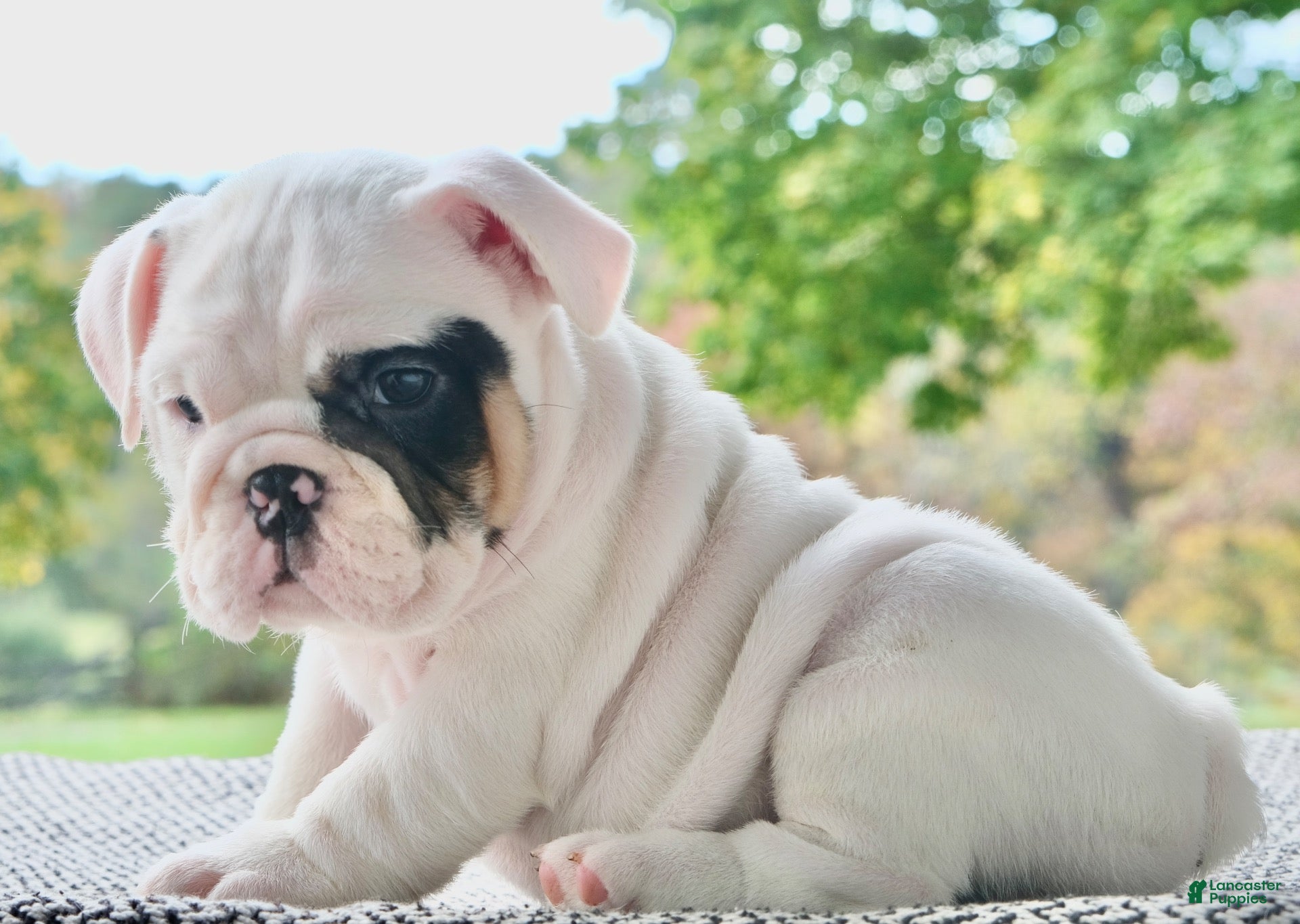 English Bulldog dogs Mia - Ad 1