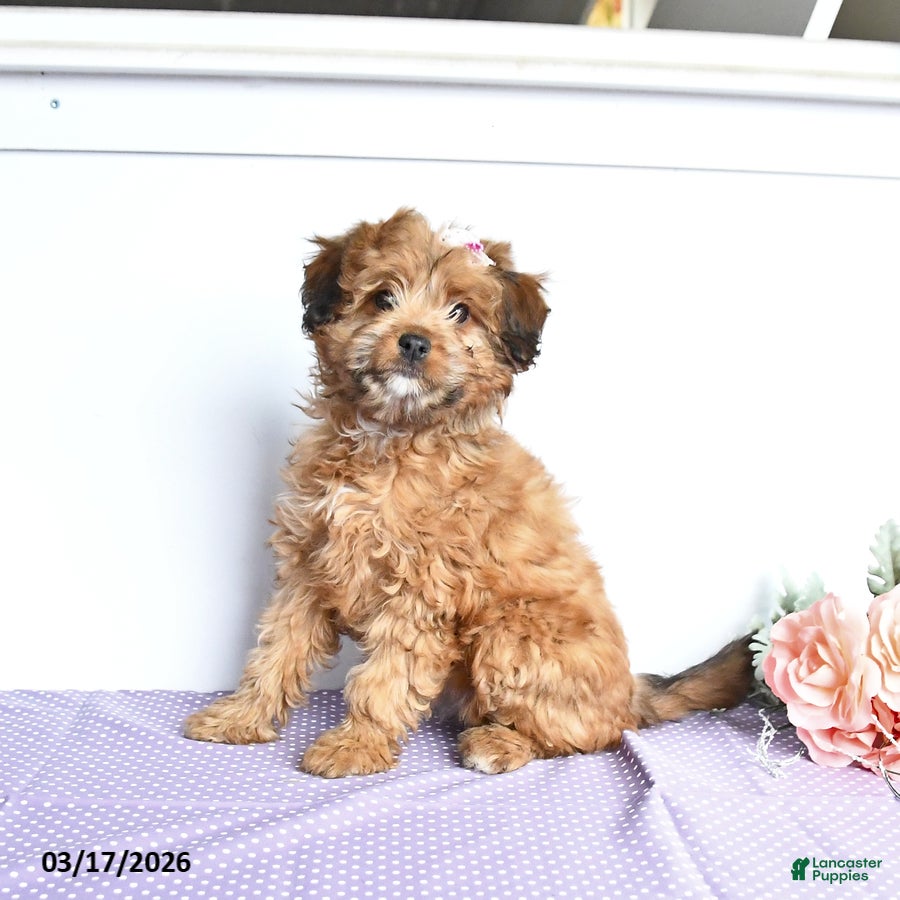 Mini Aussiedoodle dogs Cutie - Ad 1