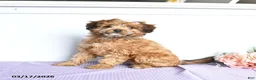 Mini Aussiedoodle dogs for sale: Cutie - Ad 1