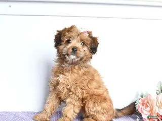 Mini Aussiedoodle dogs for sale: Cutie - Ad 2