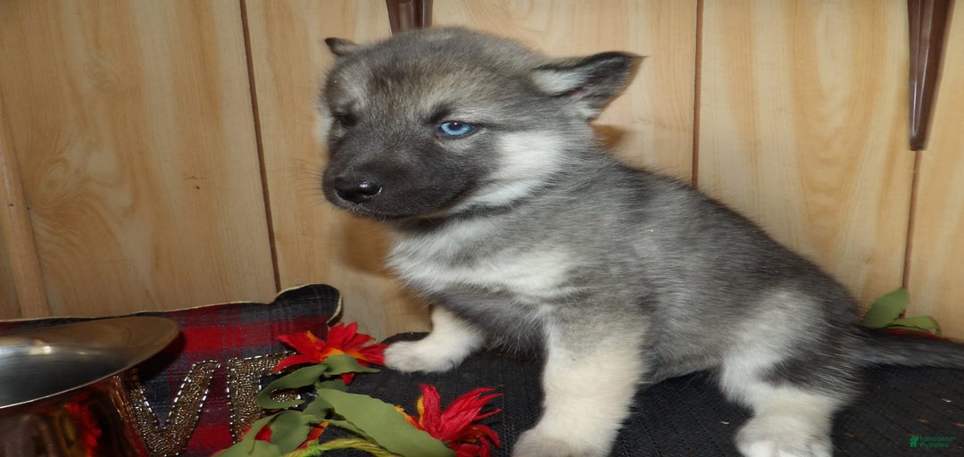 Gallery Image {{count}}