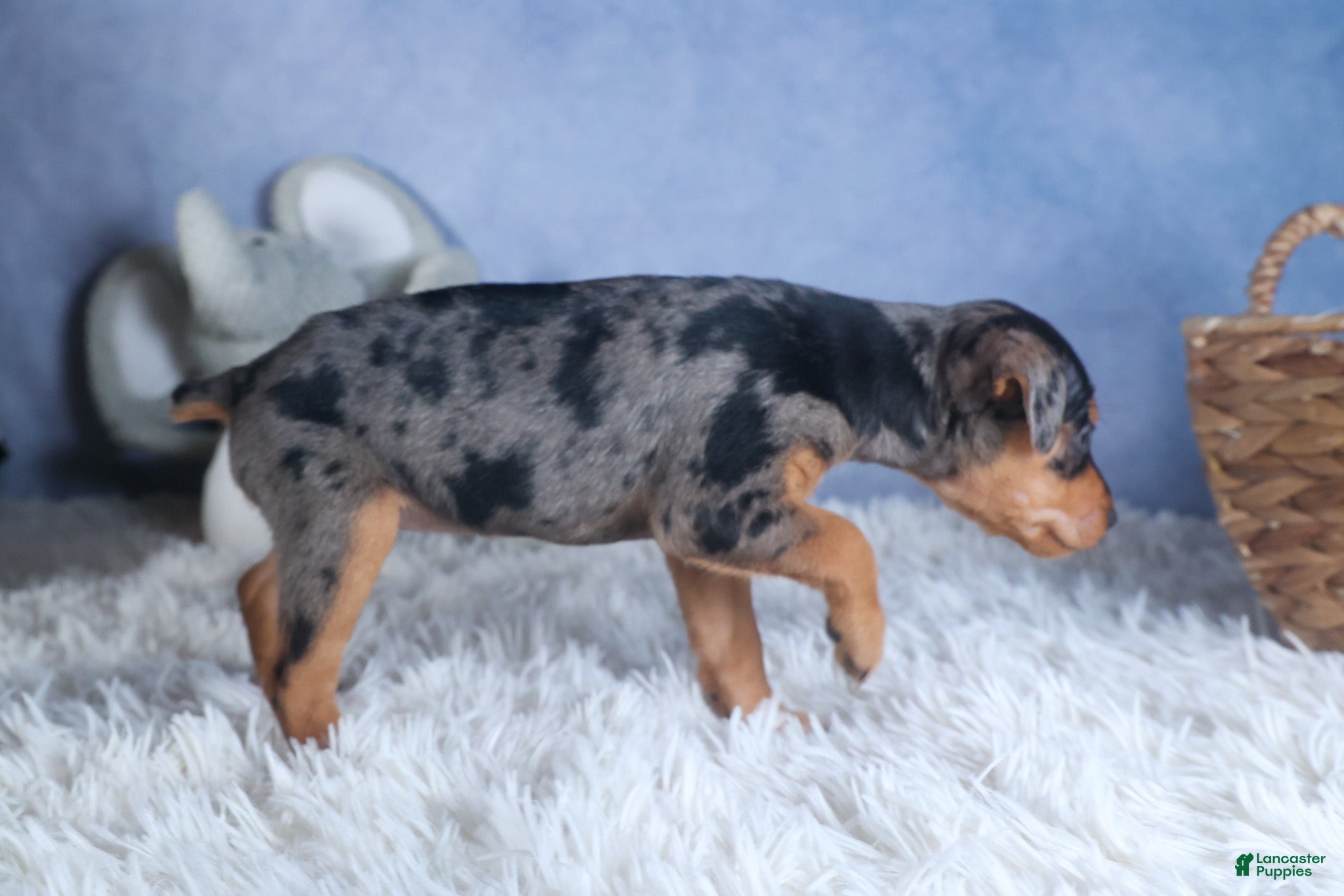Miniature Pinscher dogs ABBY - Ad 2