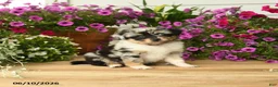 Toy Australian Shepherd dogs for sale: Angela - Ad 2