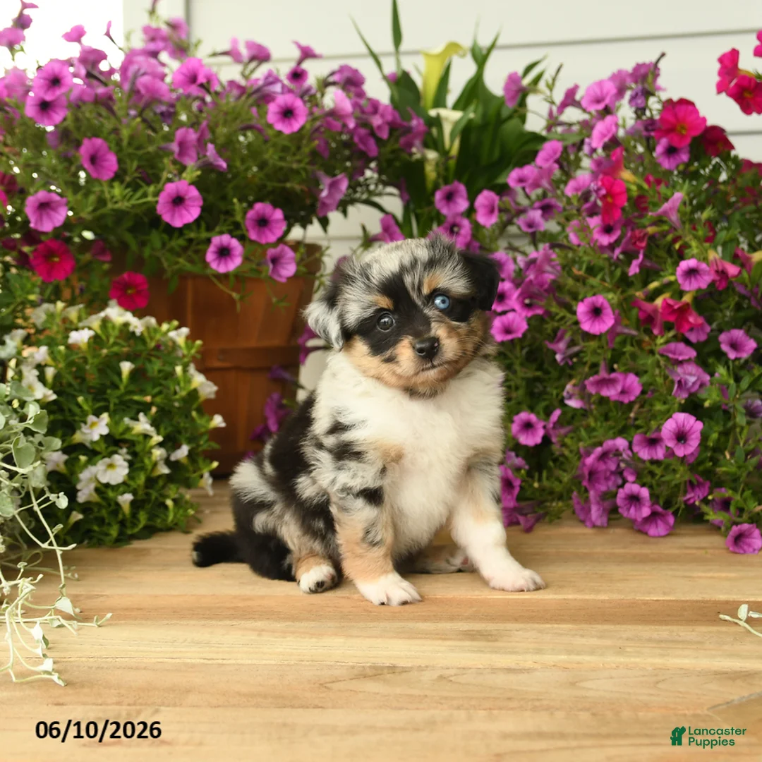 Toy Australian Shepherd dogs for sale: Angela - Ad 2