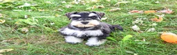 Miniature Schnauzer dogs for sale: Jefferson - Ad 1