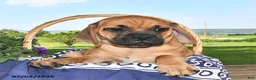 Puggle dogs for sale: Stardust    - Ad 3
