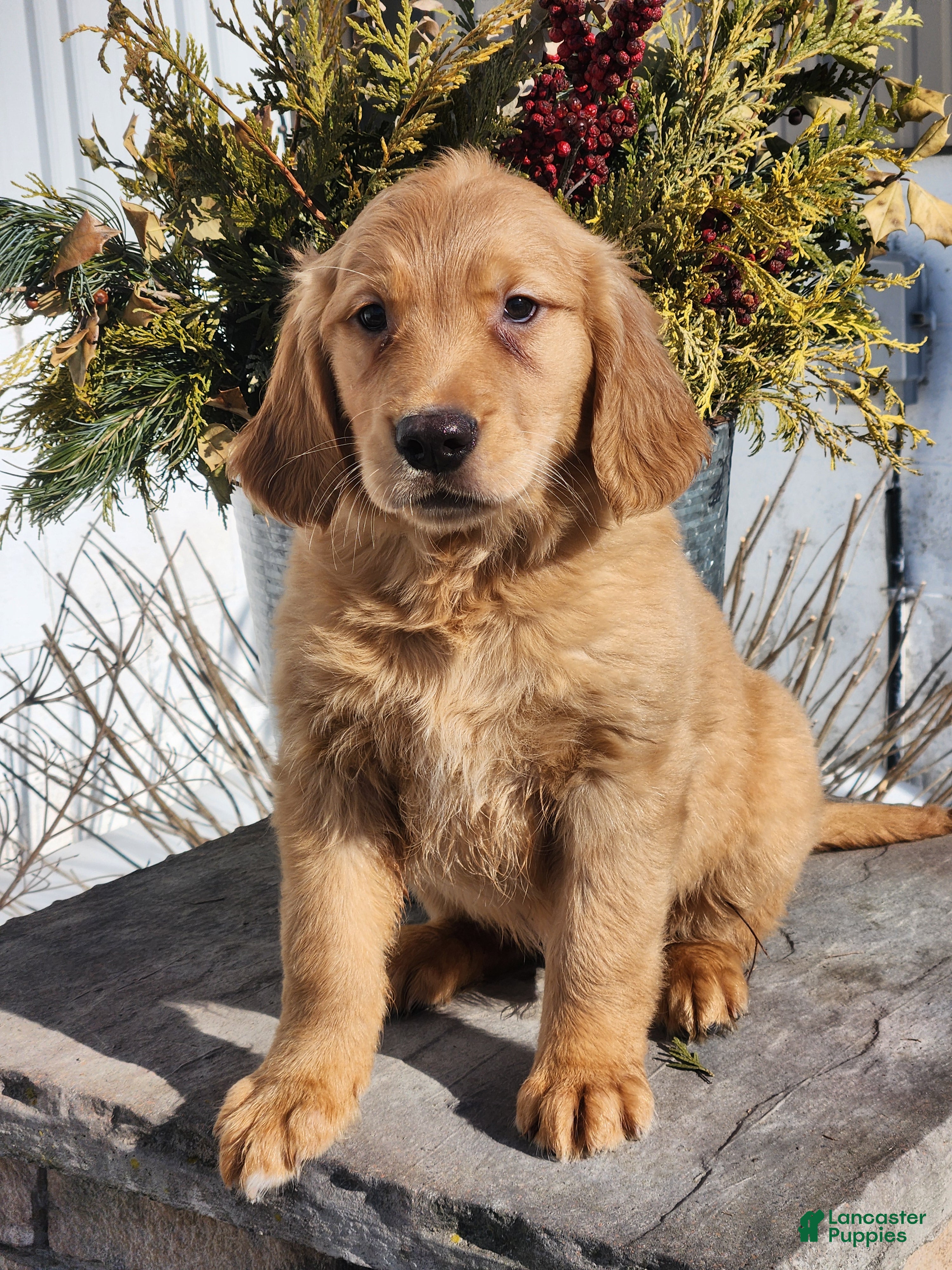 Golden Retriever dogs Rick - Ad 36