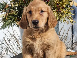 Golden Retriever dogs Rick - Ad 36