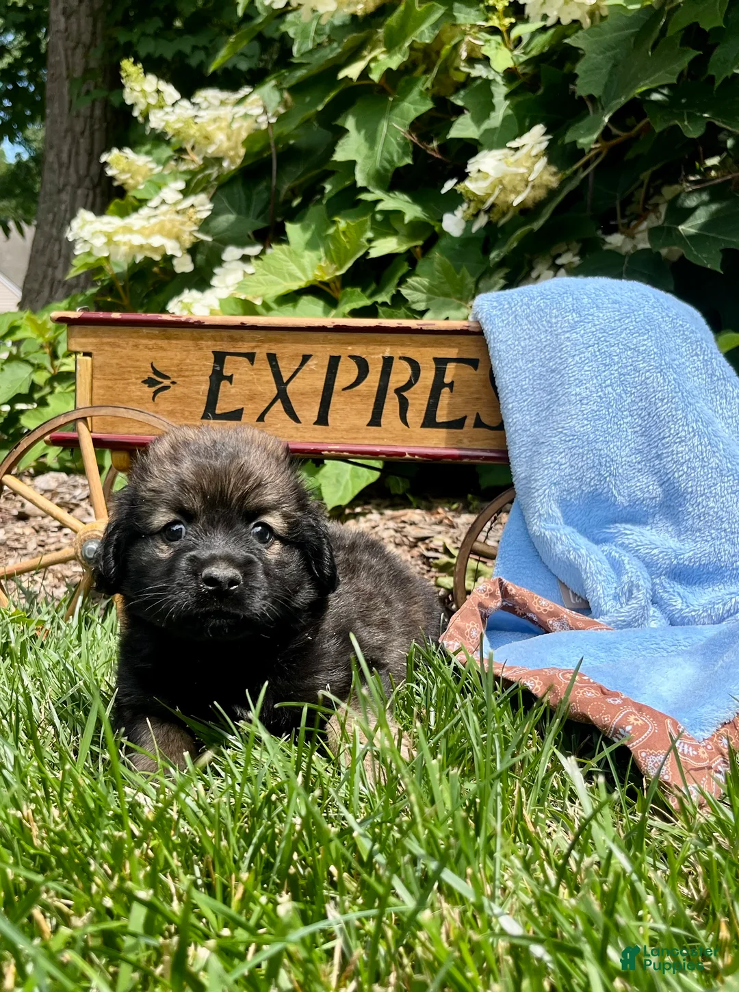 Mixed Breed dogs for sale: Baby Eli❤️CockerSpaniel 🐾Eskimo🐶15lbs at maturity - Ad 1