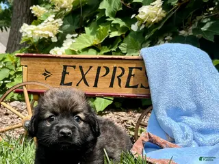 Mixed Breed dogs for sale: Baby Eli❤️CockerSpaniel 🐾Eskimo🐶15lbs at maturity - Ad 2